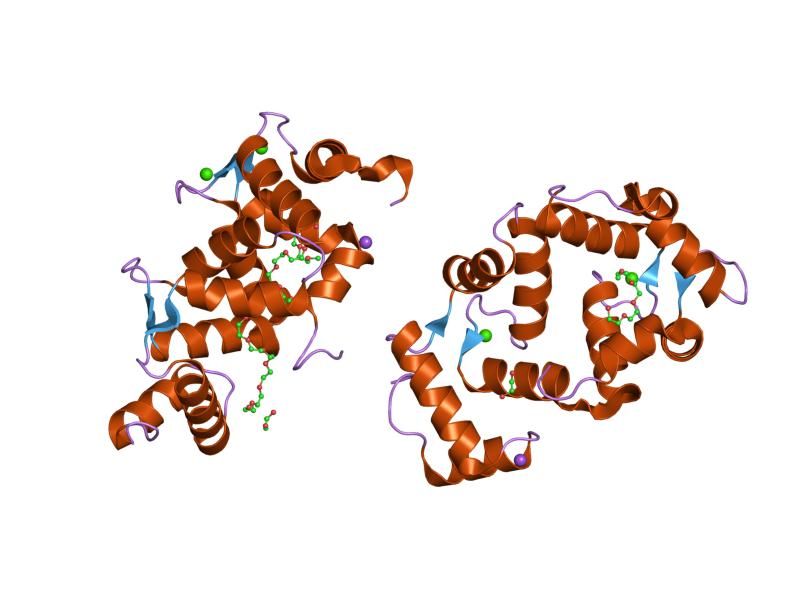 File:PDB 1g8i EBI.jpg