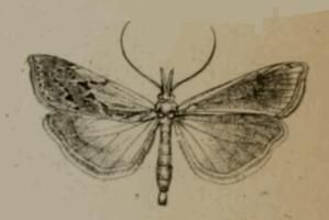 File:Pediasia desertellus.JPG