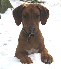 File:Rhodesian Ridgeback (8 months).jpg