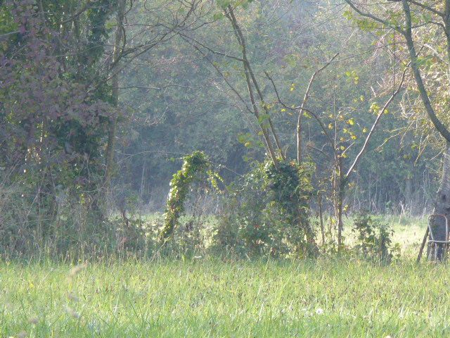 File:Rosie Curston's Meadow, Mattishall.jpg