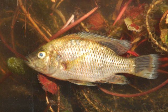 File:Sargochromis codringtonii.jpg