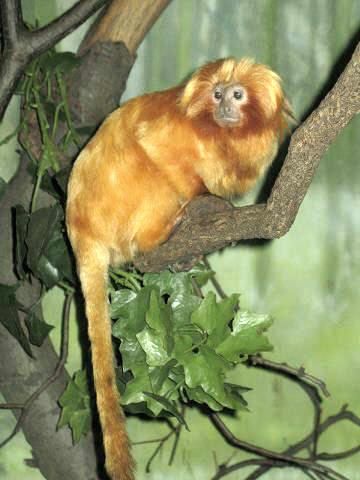 File:Stavenn Leontopithecus rosalia 01.jpg