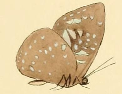 File:Stempfferia cercene.JPG