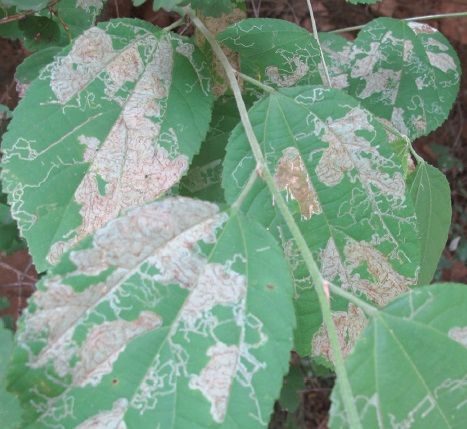 File:Telamoptilia grewiae damage.jpg