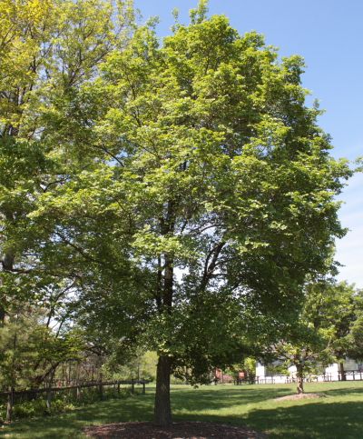 File:Ulmus morton stalwart-commendation elm.JPG