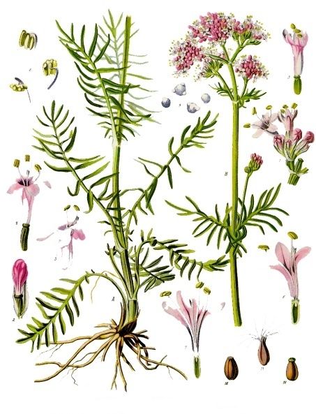 File:Valeriana officinalis - Köhler–s Medizinal-Pflanzen-143.jpg