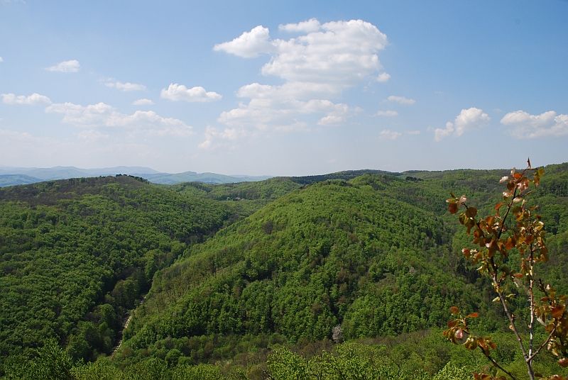 File:Wienerwald34.jpg