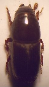 File:01a Scolytus multistriatus Imago 20fach.jpg