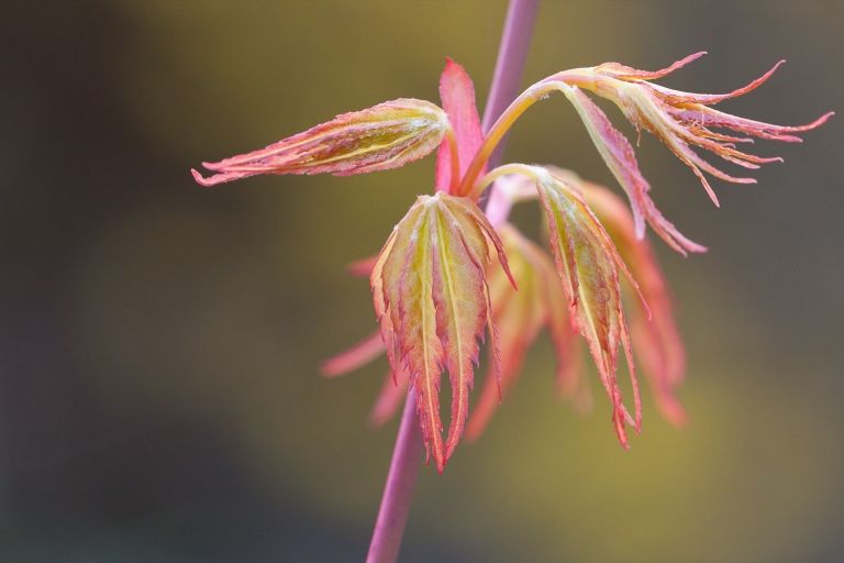 File:Acer palmatum katsura002.jpg