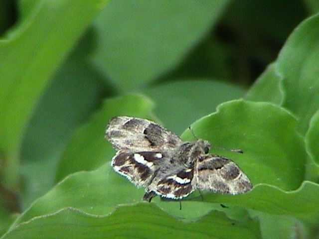 File:African Marbled Skipper1 (UP).JPG