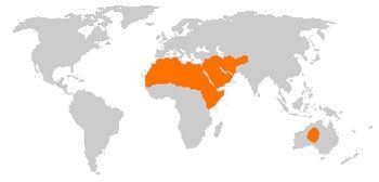 File:Afro-asiatic Camelid Range.jpg