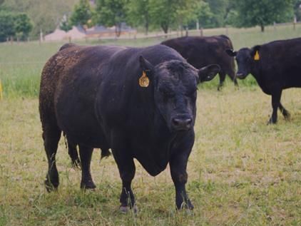 File:Angus cattle 7 (cropped).jpg