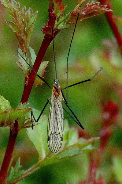 File:Austrolimnophila.ochracea.jpg