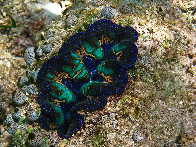 File:Boring giant clam.jpg