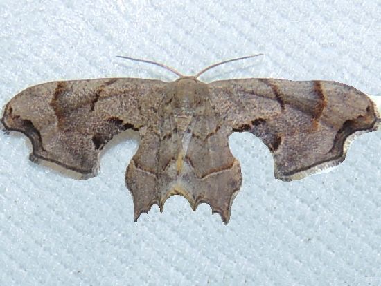 File:Calledapteryx dryopterata – Brown Scoopwing Moth.jpg