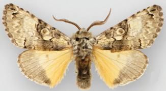 File:Charadra cakulha male.JPG