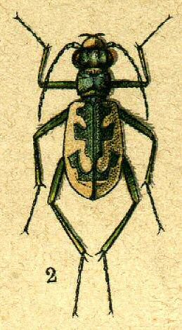 File:Cicindela elegans from Jacobson.jpg