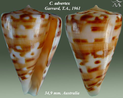 File:Conus advertex 1.jpg