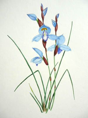 File:Disa graminifolia artwork.jpg