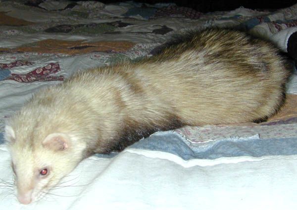 File:Domestic ferret.jpg