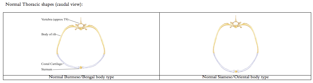 Diagram of normal cat thorax