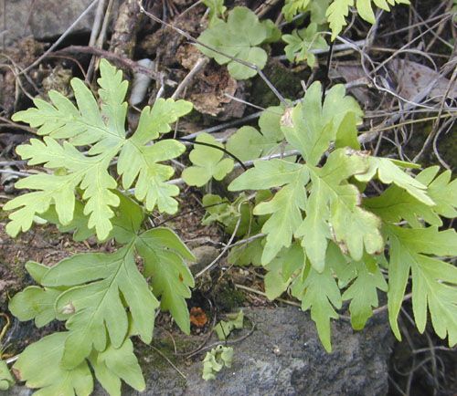 File:Fern frond lobed.jpg