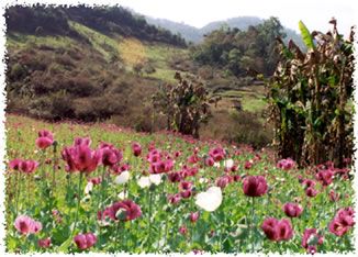 File:Field of opium.jpg