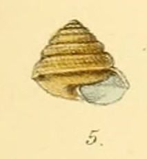 File:HelixPalmaria.jpg