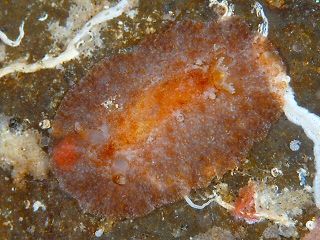 File:Hoplodoris bifurcata.jpg