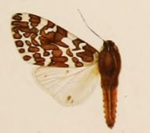 File:Hypercompe melanoleuca.JPG