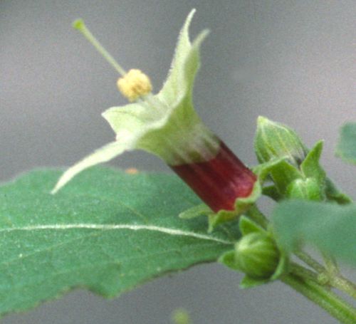 File:Jaltomata umbellata flower.jpg