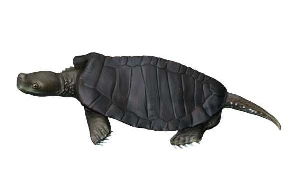 File:Kayentachelys NT.jpg