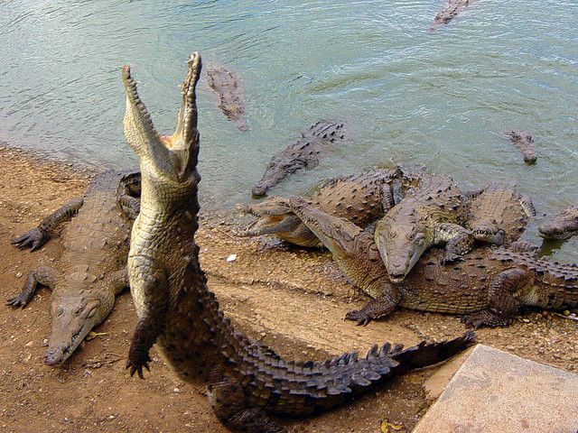 File:Large group of american crocodiles.jpg