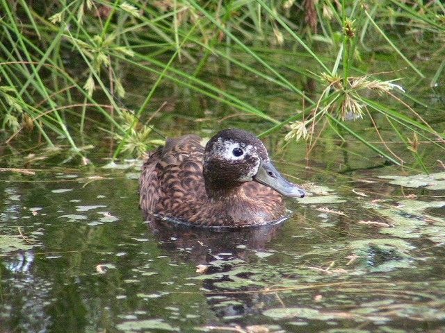 File:Male Laysan Duck.jpg