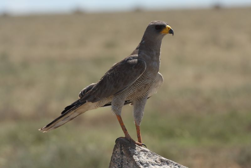 File:Melierax poliopterus -Serengeti, Tanzania-8.jpg