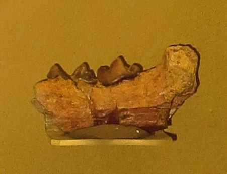 File:Mellivora benfieldi mandible.JPG