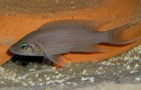 File:Neolamprologus olivaceous.jpg