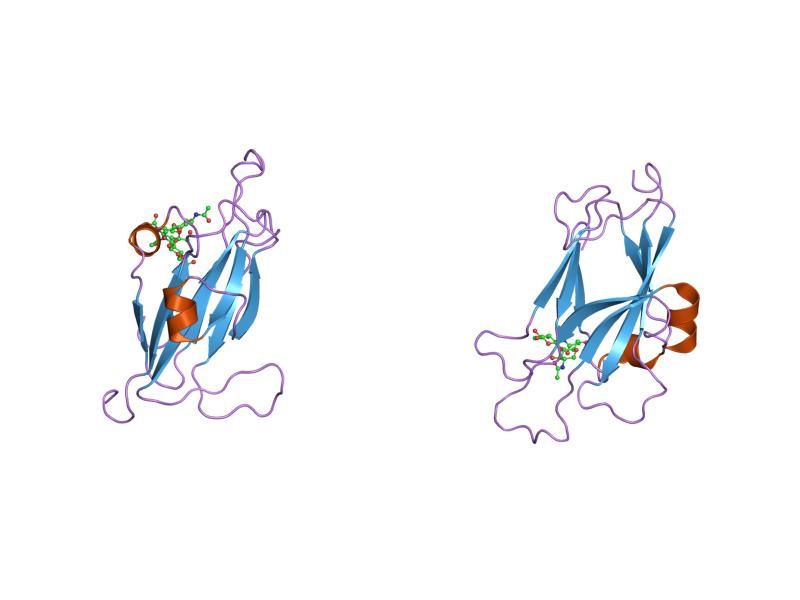 File:PDB 1shx EBI.jpg