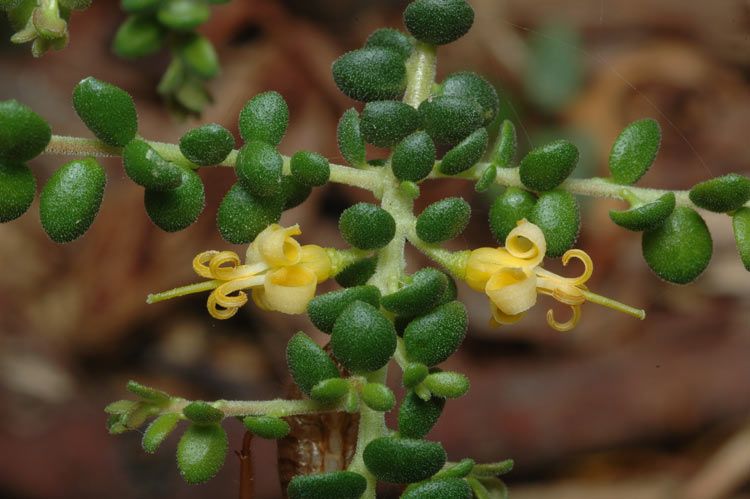 File:Persoonia microphylla.jpg