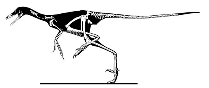 File:Sinornithoides youngi.jpg