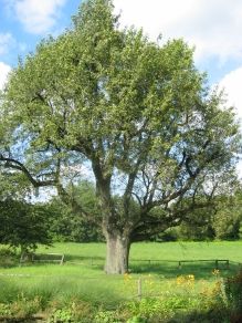 File:Sorbus domestica habit.jpg