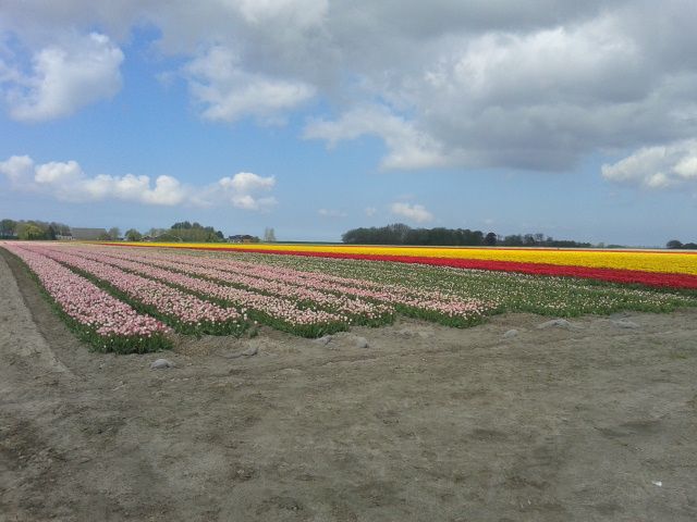 File:Tulpenveld.jpeg