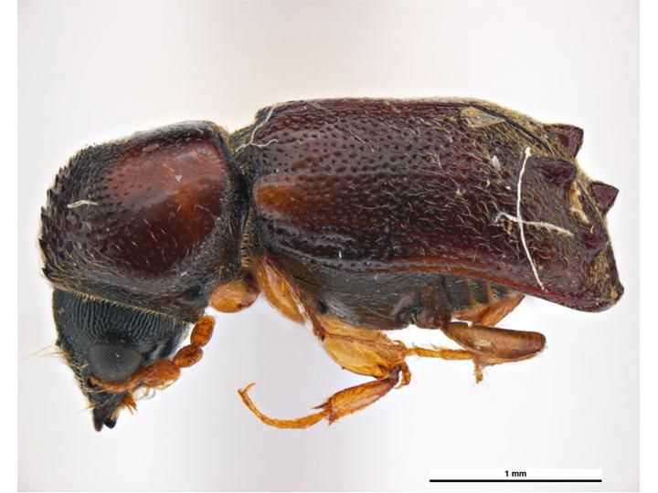 File:Xyloblaptus quadrispinosus.jpg