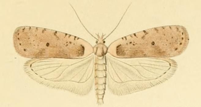 File:Agonopterix cervariella.JPG