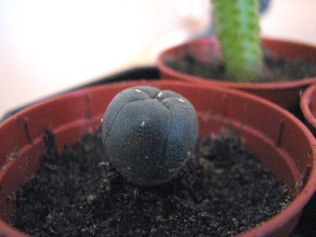 File:Baby Peyote.jpg