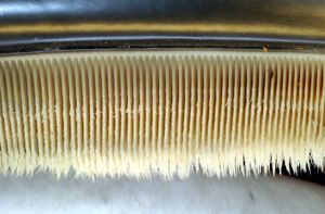 Photo displaying dozens of baleen plates. The plates face each other, and are evenly spaced at approximately 0.25 inches (1 cm) intervals. The plates are attached to the jaw at the top, and have hairs at the bottom end.