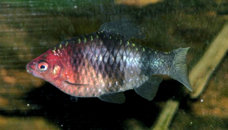 File:Black Ruby Barb 700.jpg