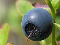 File:Blueberry.jpg