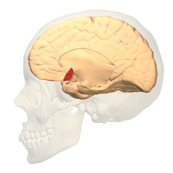 File:Brodmann area 25 medial.jpg