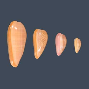 File:Bullatalips.jpg